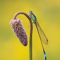 Blue-Tailed Damselfly 4 